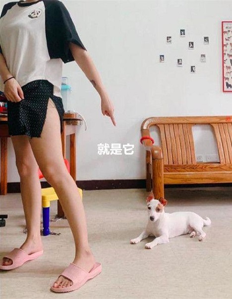 女孩晒奇怪短裙照片，大家一脸问号，了解原因后纷纷给狗狗点赞