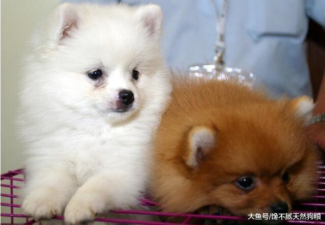 新手如何饲养一只博美犬？