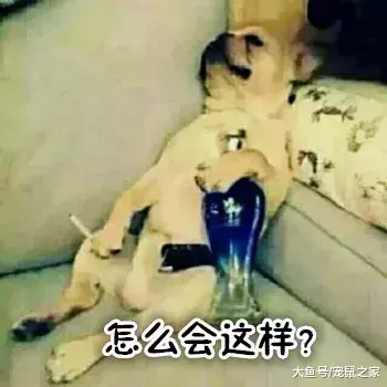 出血熱高發季來了，荷蘭豬有危險了