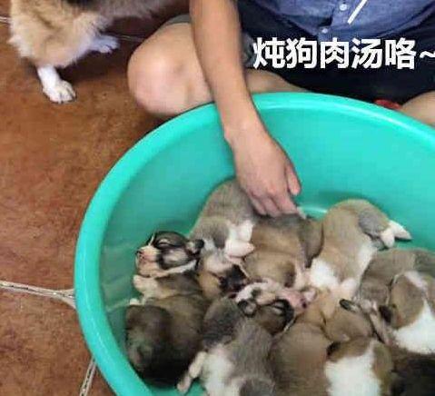 主人狠心要炖小奶狗, 没想到柯基妈妈帮送调料, 网友: 一孕傻3年