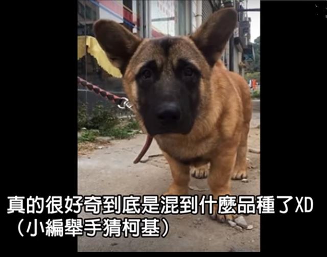 主人牵霸气牧羊犬遛弯，镜头向下一带网友笑喷了：这反萌差有点大