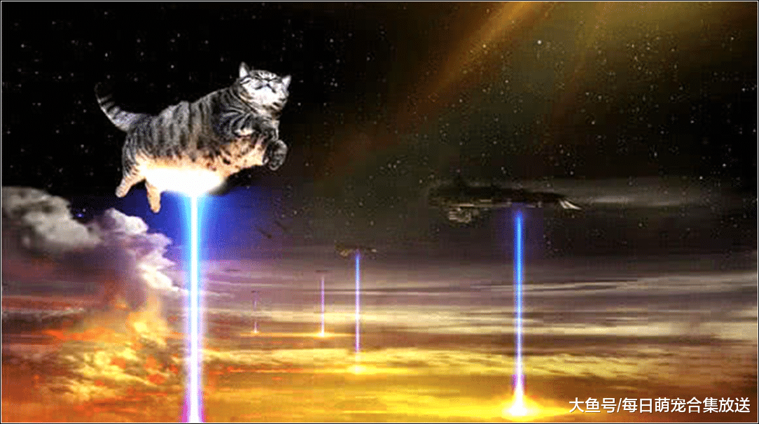 女主拍了张猫咪的照片，让朋友P的国际化一点，看到成品后笑喷了