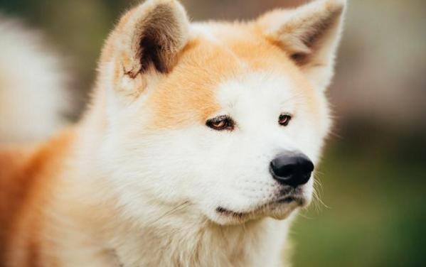 秋田犬那么可愛卻很少人養，除了價格太高，這五個缺點是關鍵