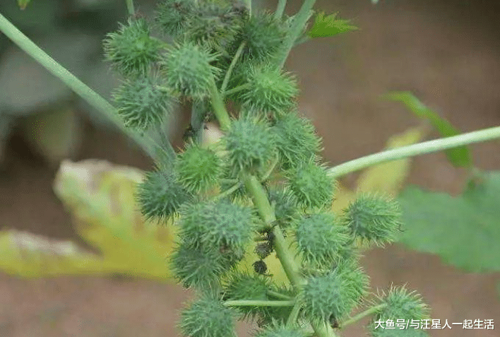 它浑身都是毒，入侵我国却被大量种植，如今全球年产量55万吨