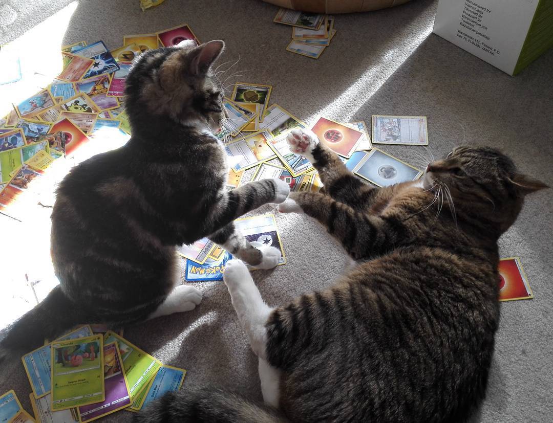 猫咪为什么会出现攻击行为？猫咪间歇性“发疯”，主人不可轻视