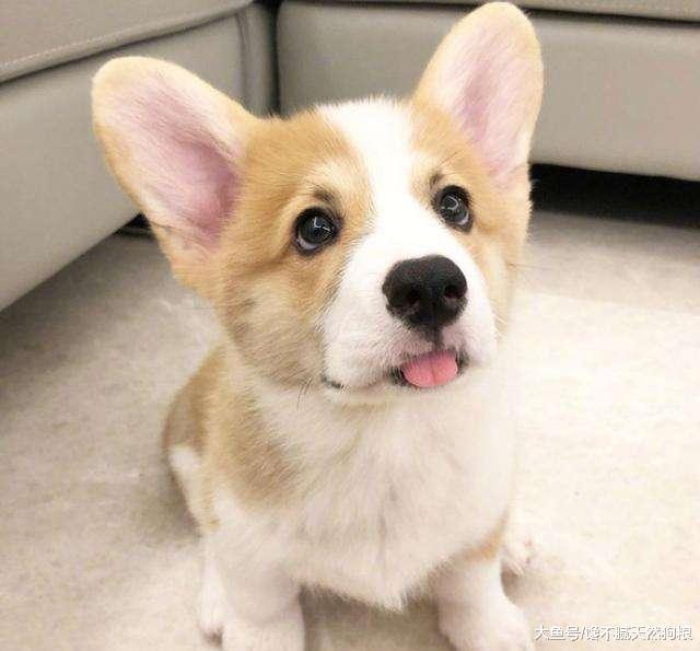 柯基犬身上，最吸引人的5個地方，哪一個你經不住“誘惑”？