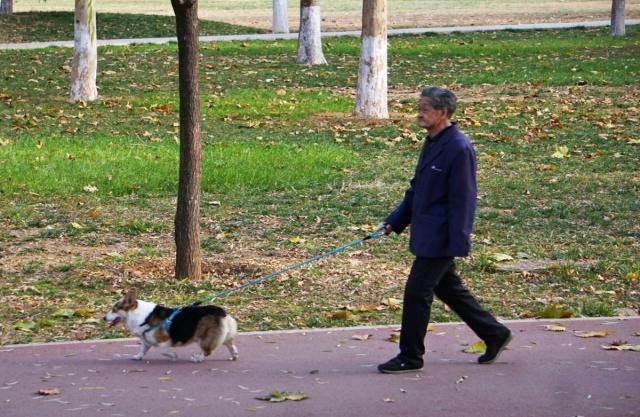 老人遛狗摔倒，无人敢扶，因为忠犬守护不让人靠近
