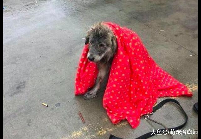 下大雨了流浪狗却在路边淋雨不走, 走近才发现它的前腿已经骨折了