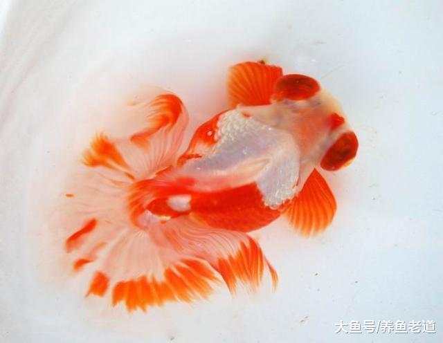 锦鲤和金鱼都是冷水鱼但饲养方法上有很大的区别，不要混养了