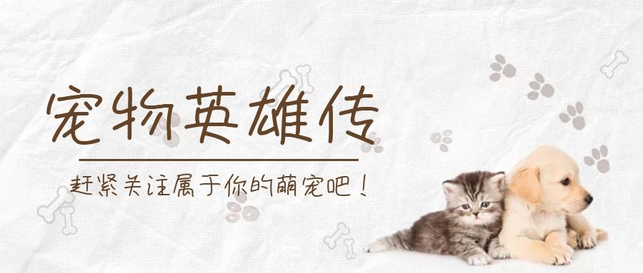 铲屎官十个有九个都这么做，养猫小怪癖，你中招了吗