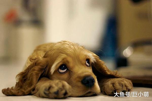 小型犬天生胆小？其实不少大狗也怂，体型不能决定狗的性格