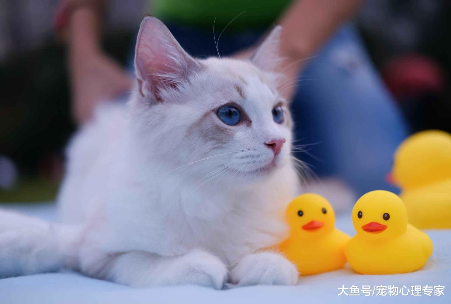 辟謠！家貓不出門就不會得寄生蟲？可別忽略了間接傳播