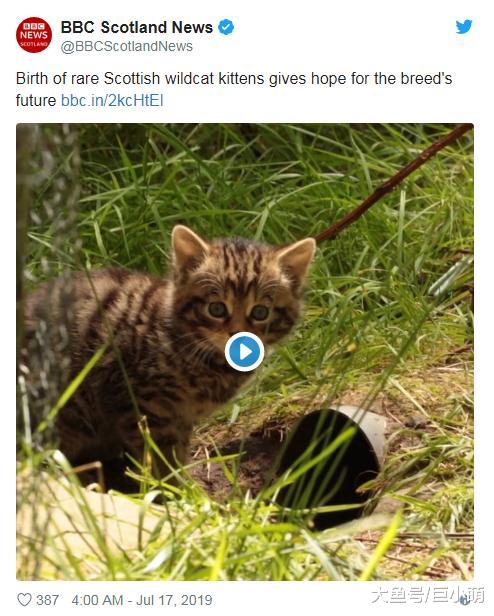 濒危仅剩几百只，新生2只苏格兰野猫幼崽，每天超皮累坏保育员