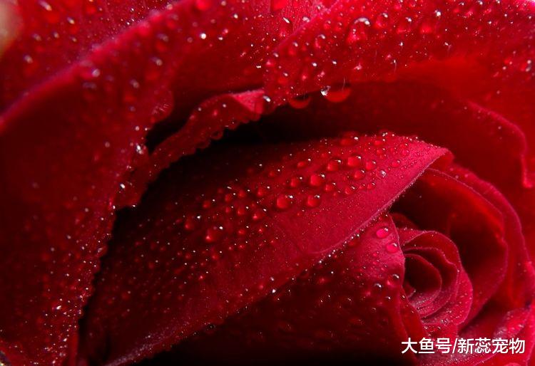 10月底红鸾星动，3生肖桃花运旺盛，将遇真爱，恭喜马上脱单