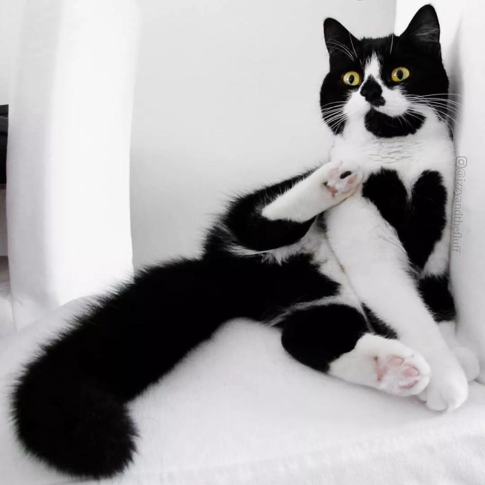 这只奶牛猫不仅会比心! 还有卡姿兰大眼睛