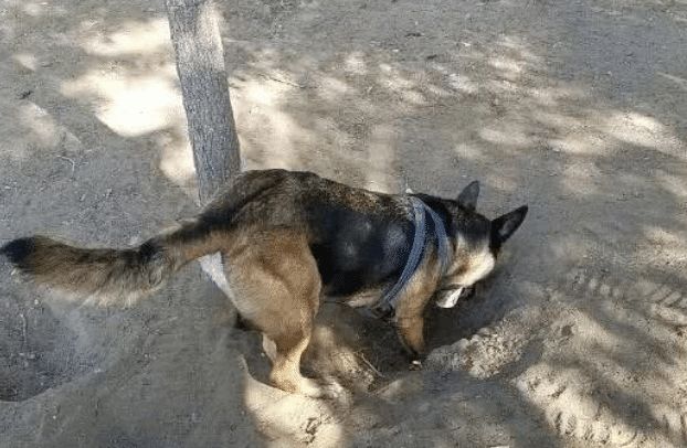 狗狗在临终前，会做这6件事，看完让人异常心痛！