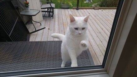 千万别随便在外面喂猫咪！因为它有可能从此赖上你了