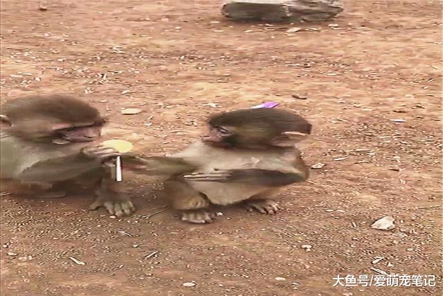 网友给小猴子一颗糖，被同伴抢走后还不好意思要回来，好文静啊！