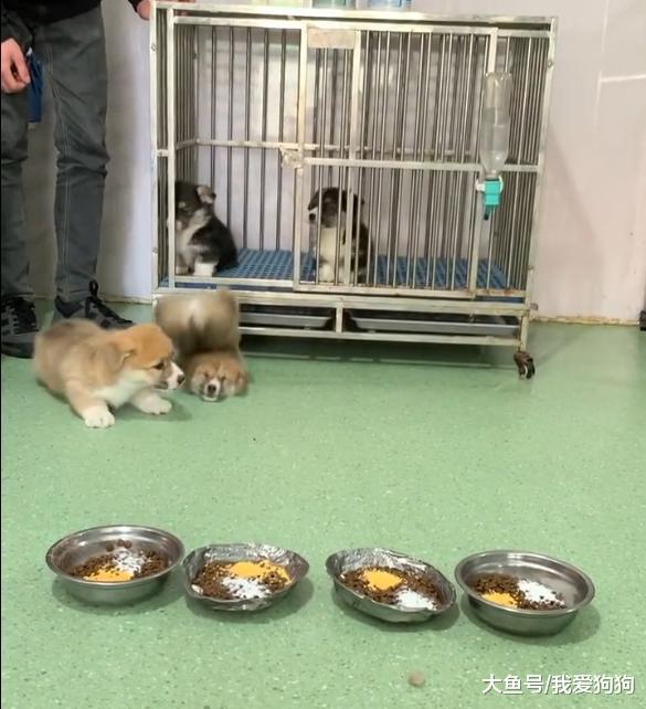 感觉小柯基吃个饭都能把脖子摔折了，网友：每次出门都是一次考验