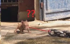 “我发现你们有点不尊重我！”老大爷瞬间用粗铁链拉出“恶犬”