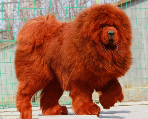 比特犬主动攻击藏獒，偷袭不成却被打个半死，藏獒不愧是战神！