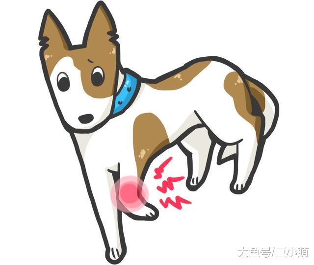 狗狗不能陪你一辈子，你却可以让它安度晚年，狗狗衰老的5个症状