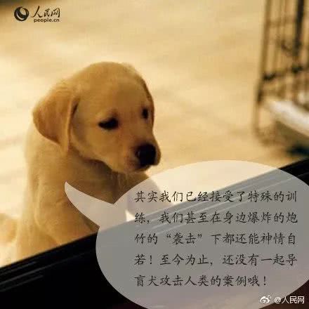 合肥首只导盲犬出门坐车被拒载！请大家帮帮它