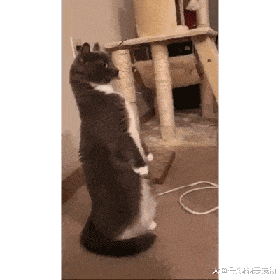 这些年成了精的猫咪，一个个都是戏精！网友：不行，笑的肚子疼