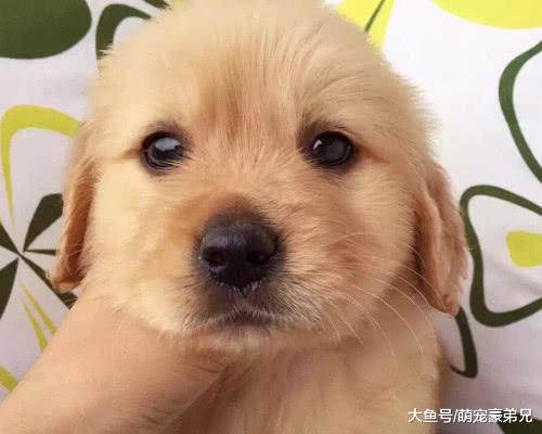 收拾衣服时和老公生气，金毛的举动超暖，网友：这是有故事的金毛