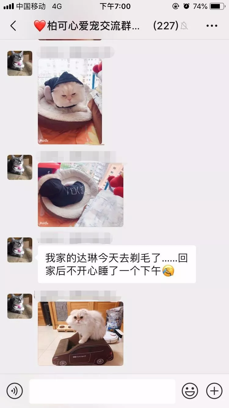 美貌小猫咪被剃毛后，面对窗口郁郁寡欢了一个下午