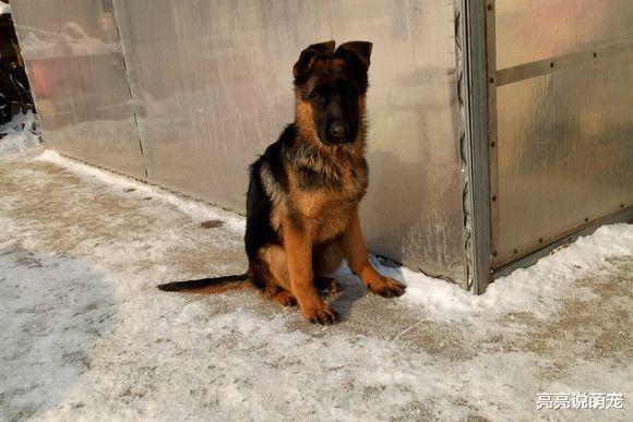 太冷了！德牧明明已经立耳，没想到又被“冻”的耷拉下来了