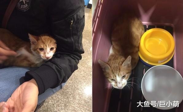 床单出现莫名鼓胀，下一秒猫主子破布而出，在洞内悠然舔毛