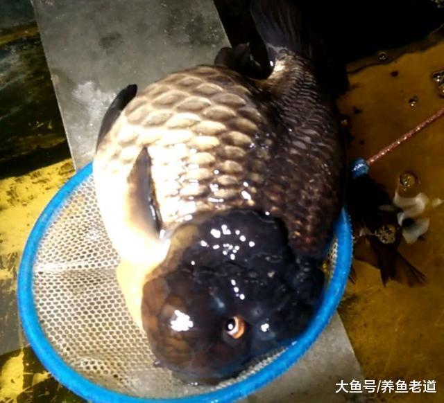 什么品种的观赏鱼在鱼缸里最难捞取?