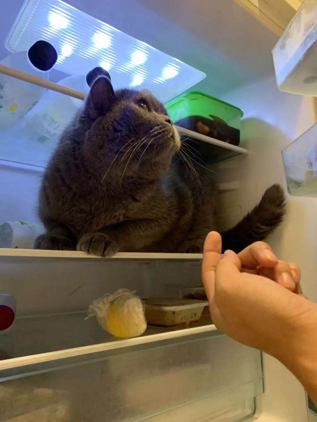 橘猫大摇大摆躺在车顶，对车主一屑不顾，还霸占车子打了大哈欠