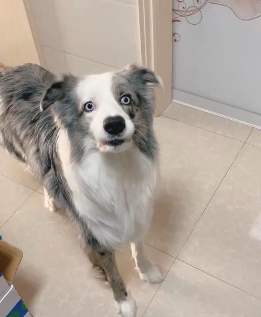 養邊境牧羊犬，需要付出5個代價，看完你還敢養嗎？