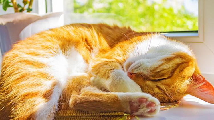 愛睡覺的貓主子，是真困還是假睡