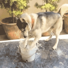 被二哈带大的猫和被金毛带大的猫，差距一目了然！