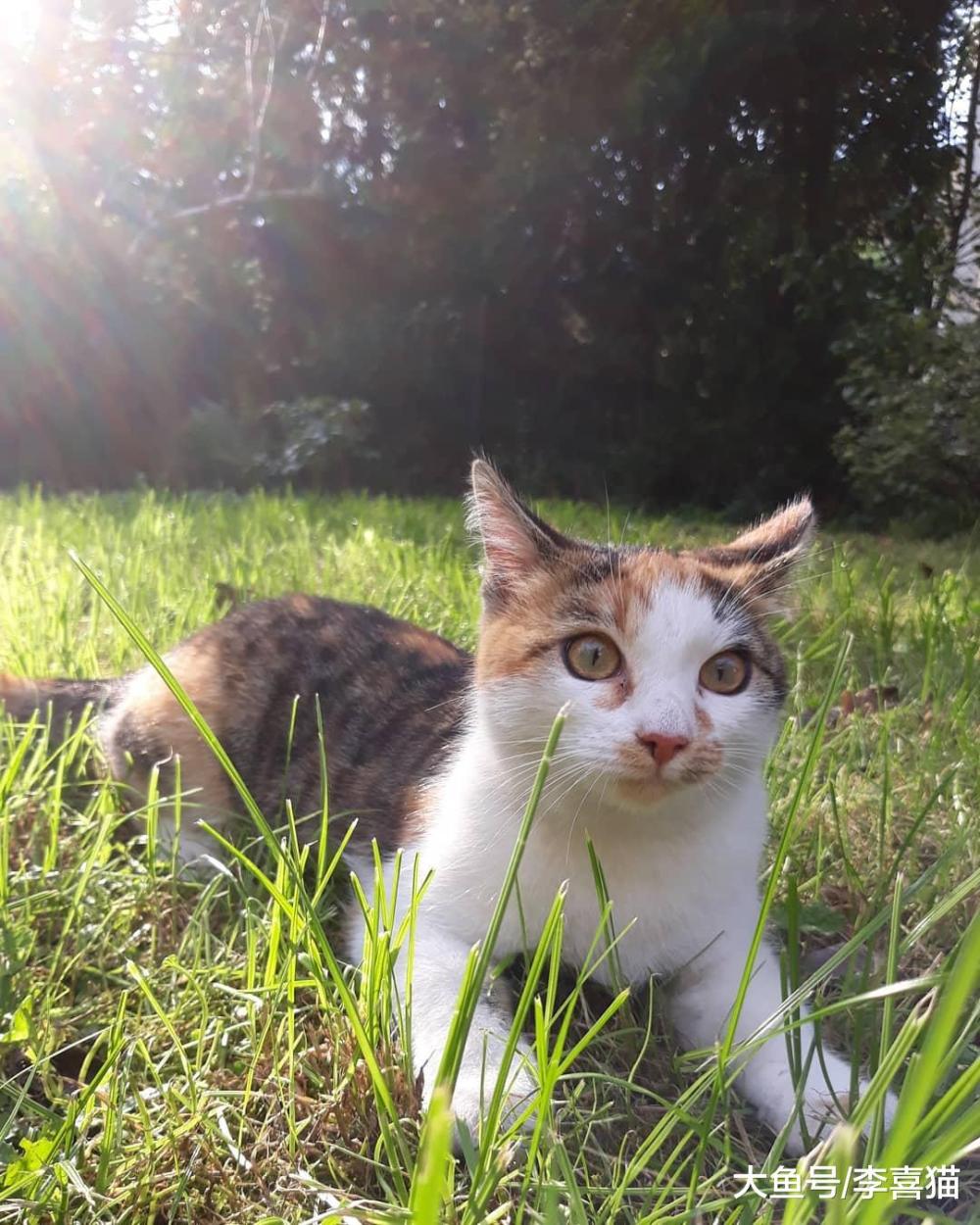 指望猫咪能规规矩矩听从摆布? 想得美, 猫主子的称号不是白来的!