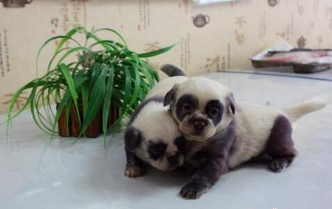 小狗生下3只熊猫宝宝，熊猫大哥：这锅我不背