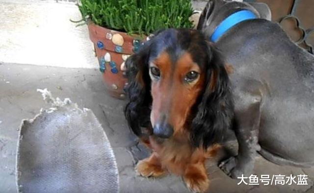 别看斗牛犬那么彪悍，犯错挨骂一样很娇羞