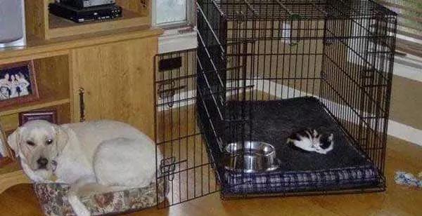 好好的狗不当，却要当猫！