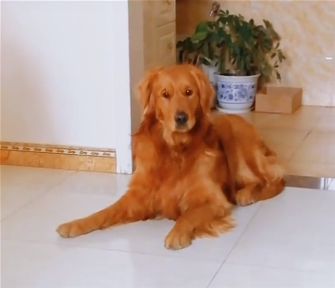 金毛路过熟食店不愿离开，被主人强行带走，狗：再让我闻一会儿…