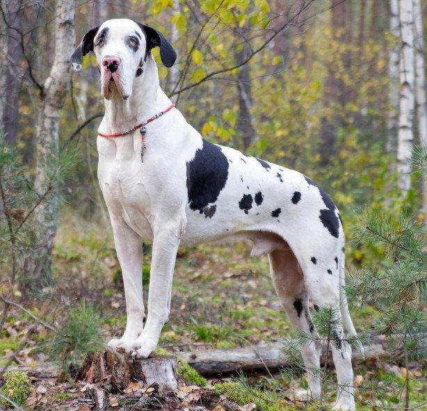 為什么大型犬壽命一般比小型犬短？影響狗狗壽命的因素有哪些呢