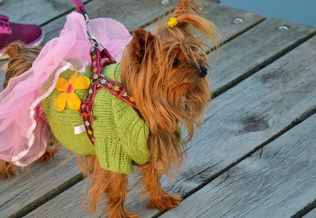 主人应该给狗狗穿衣服吗？衣服不只是为了好看，其实还有3种用处