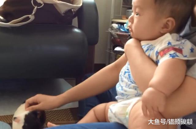 宝宝哭了没人管，荷兰猪忙跑来安慰，还责备主人：怎么当爹妈的？