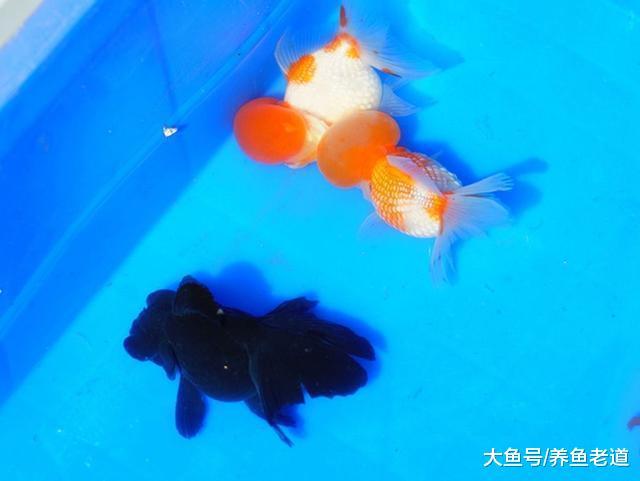 春天来了，金鱼选择哪种食物最适合它们的生长？