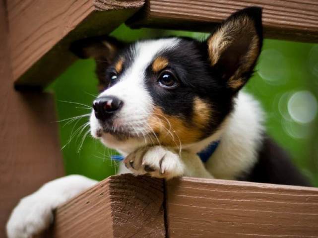 如果你受负面情况困扰，不妨养只狗狗，给你4个意想不到的好处