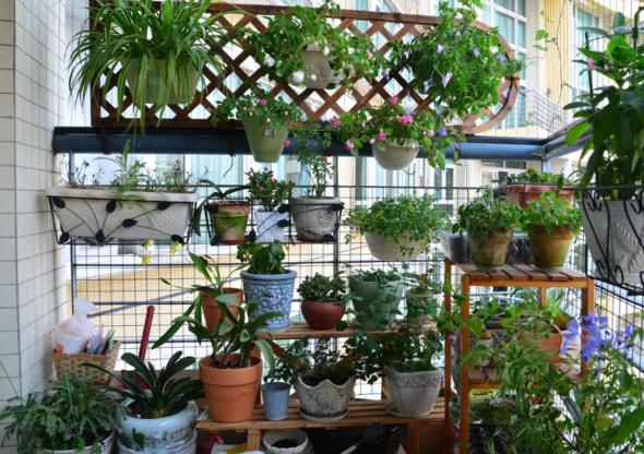 阳台朝向不同，适合养的花也各有不同，听花农一说，真是涨见识了