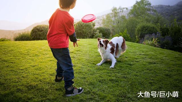 怎样正确地和狗狗玩？很多主人都不知道，自己一直是玩错了