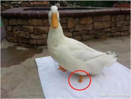 鸭子断了一只鸭掌，用3D打印接上假肢，绞尽脑汁猜不着主人初衷